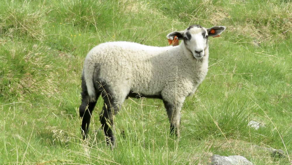 Una pecora è in piedi in un campo erboso