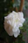 Close-up of delicate white flowers with morning dew, symbolizing renewal and healing energy.