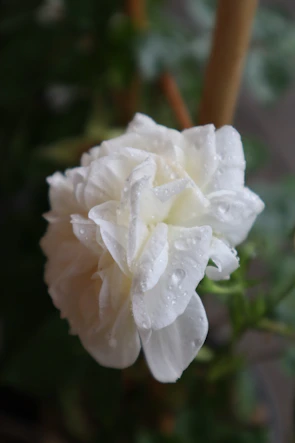 Close-up of a hand holding a delicate flower with morning dew, symbolizing new beginnings.