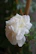 Close-up of delicate white flowers with morning dew, symbolizing renewal and healing energy.