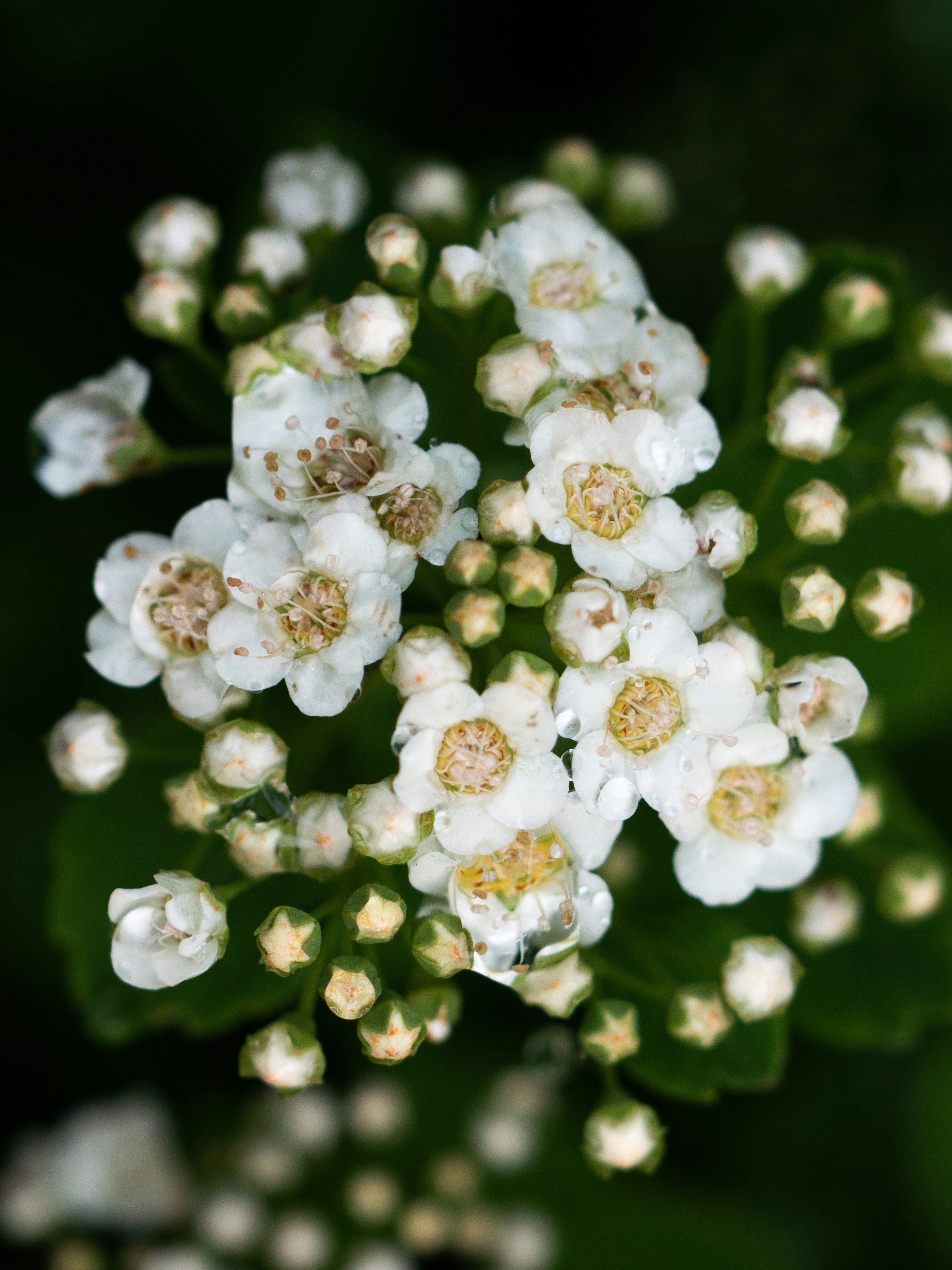 Photo by janifreelancing