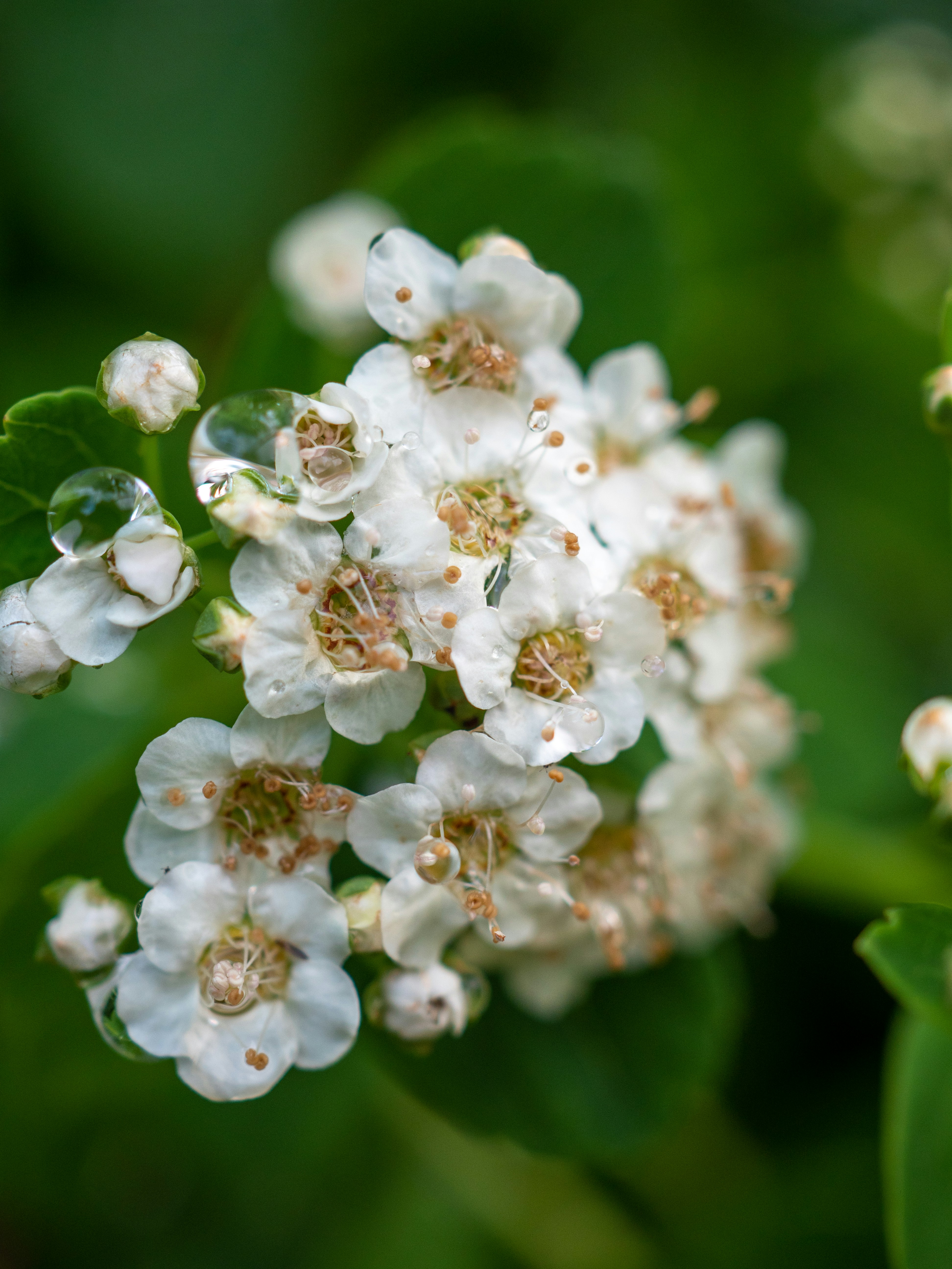 Photo by janifreelancing