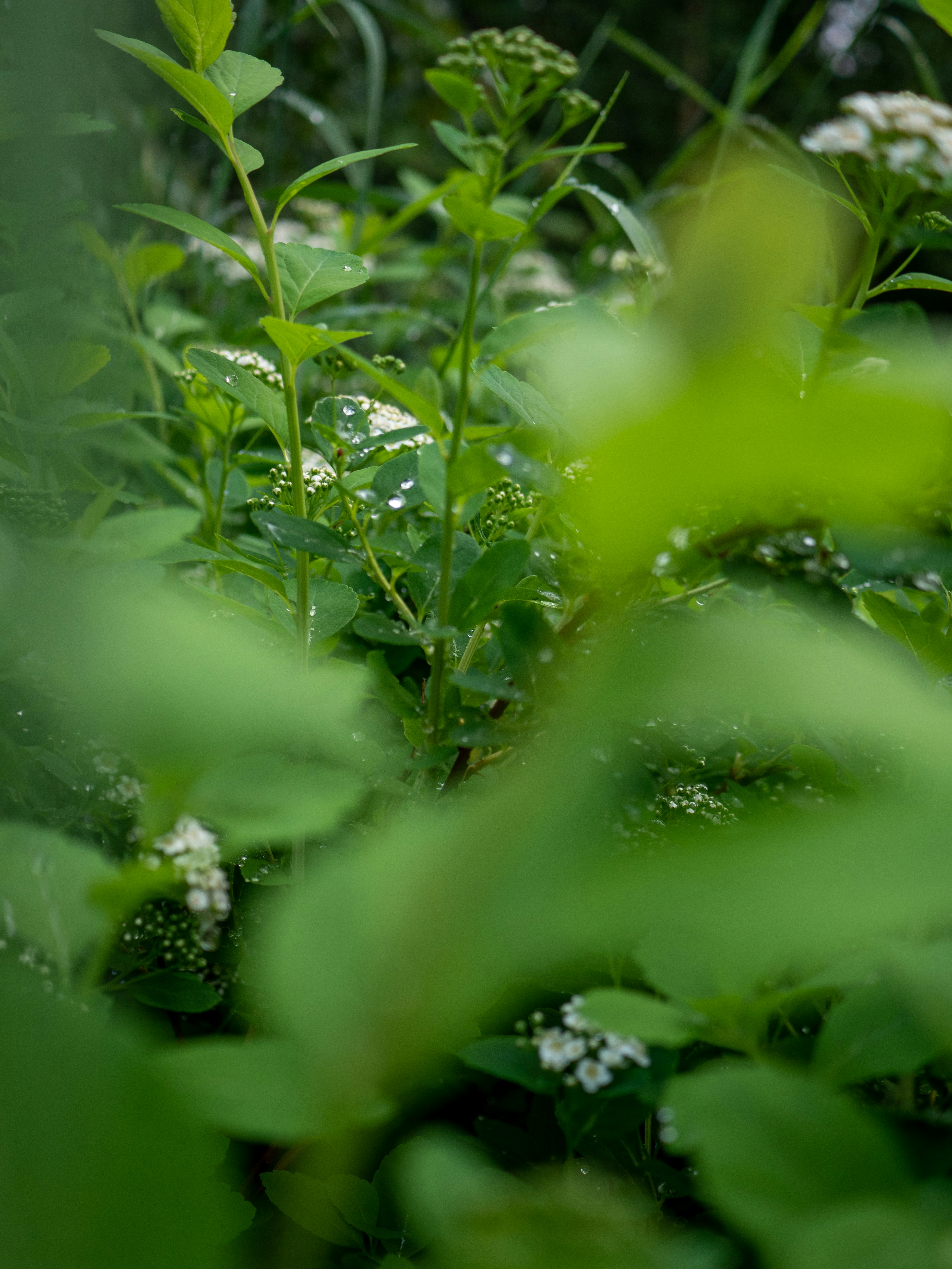 Photo by janifreelancing