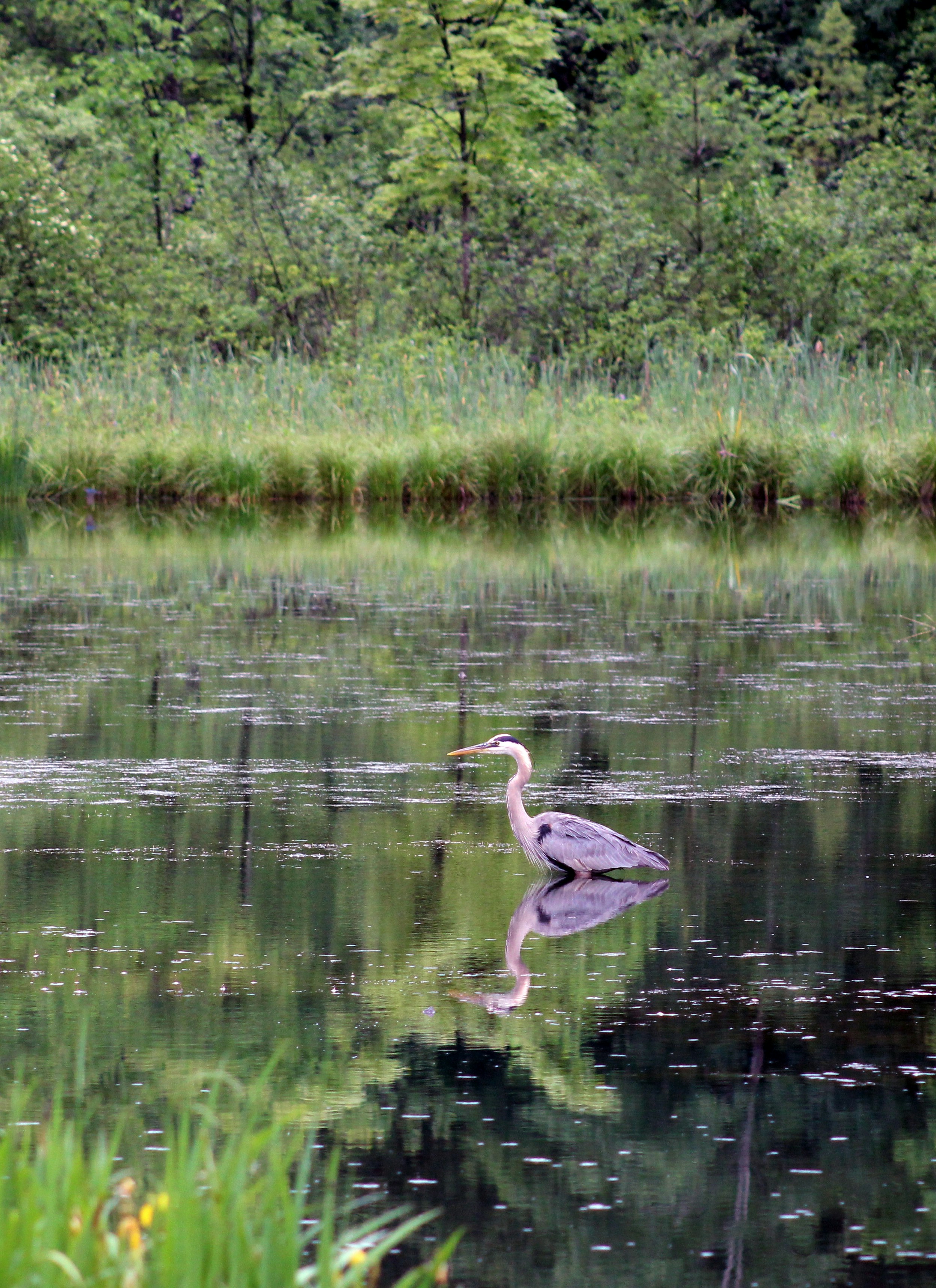 ein Vogel, der im Wasser steht