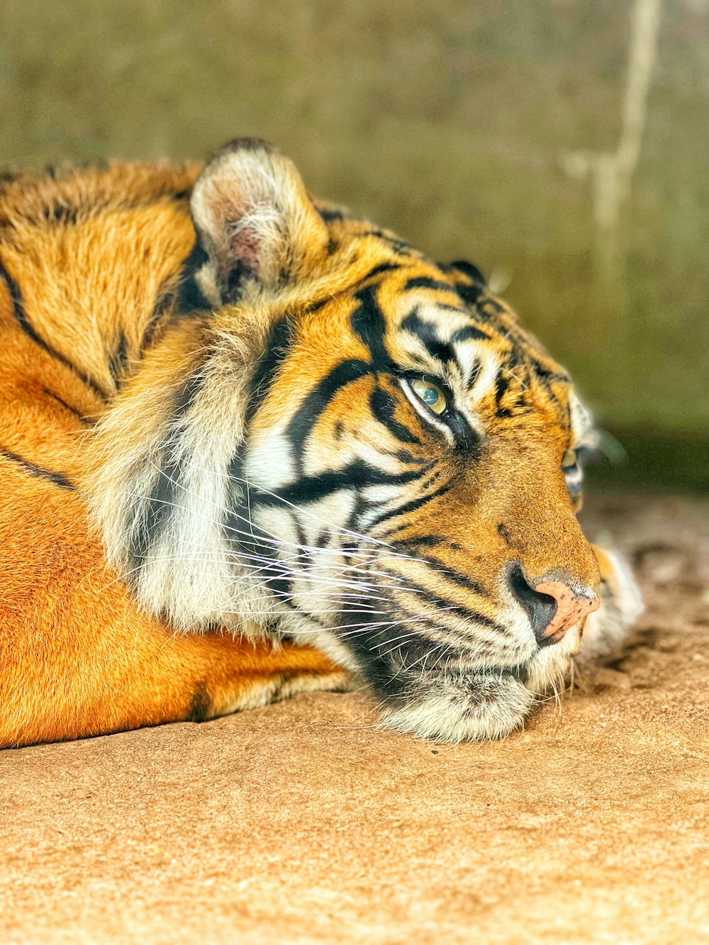 a close up of a tiger laying on the ground