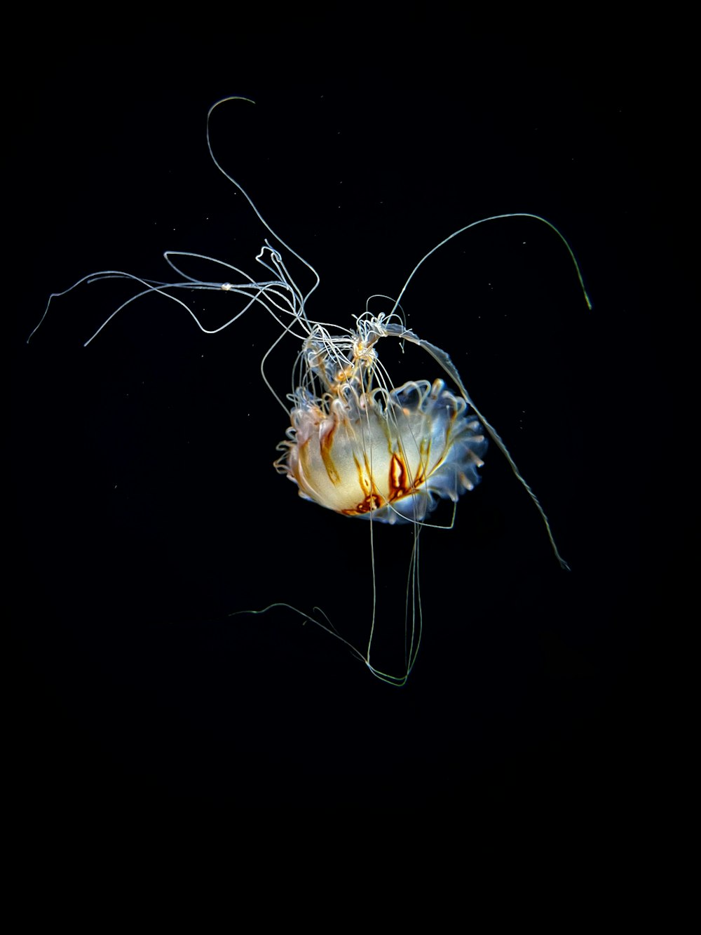 a jellyfish is swimming in the dark water