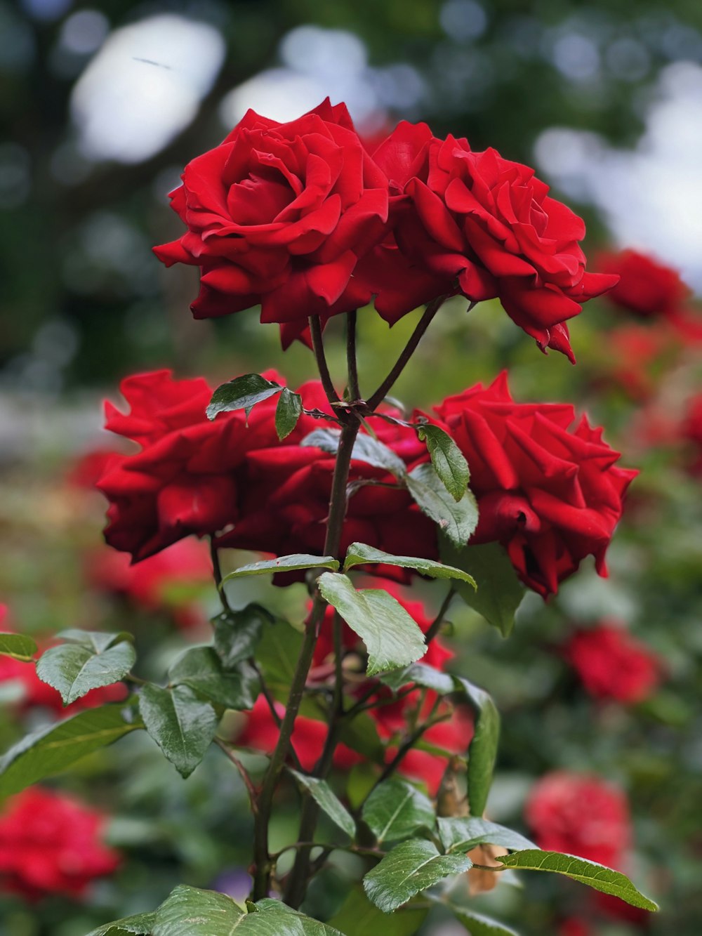a bunch of red roses growing in a garden
