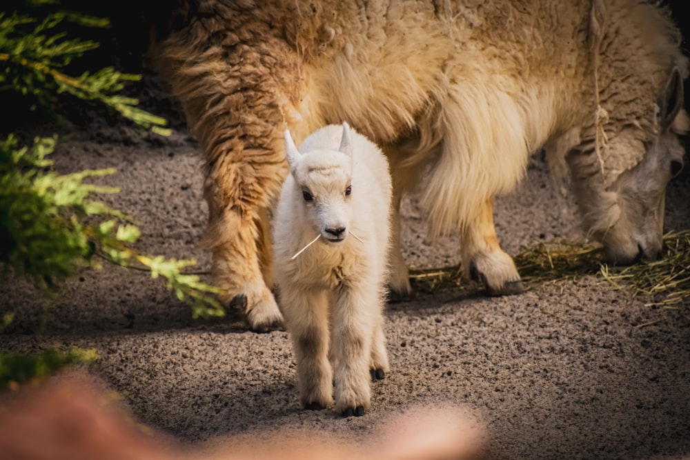 ein Babyschaf, das neben einem erwachsenen Schaf geht