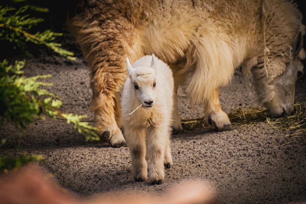 a baby sheep walking next to an adult sheep