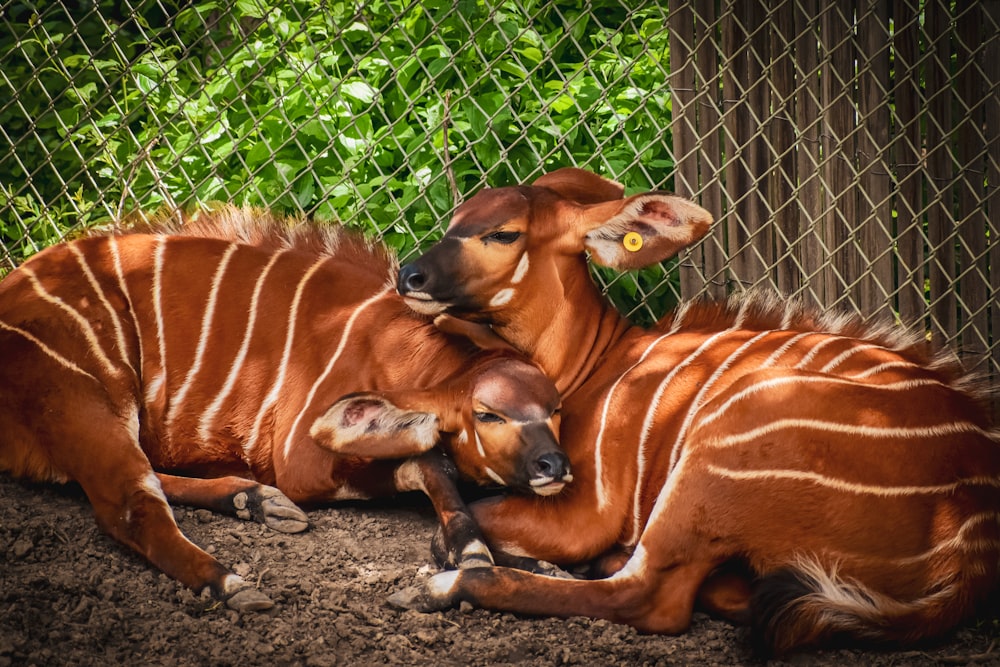 ein paar Tiere, die sich hinlegen