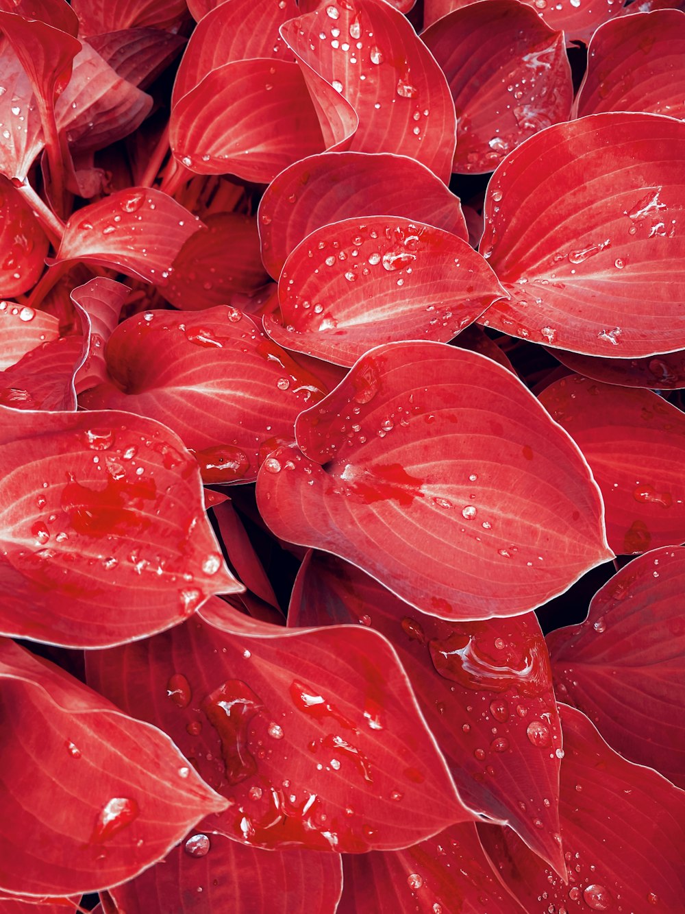 a bunch of red flowers with water droplets on them