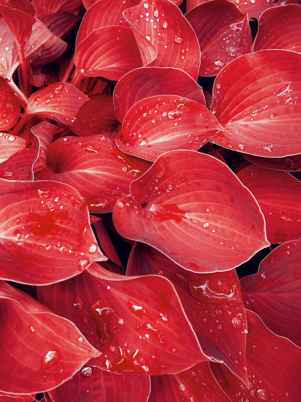 ein Strauß roter Blumen mit Wassertropfen darauf