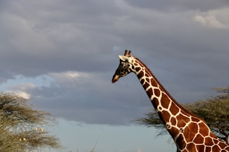 a giraffe standing next to a tree on a cloudy day