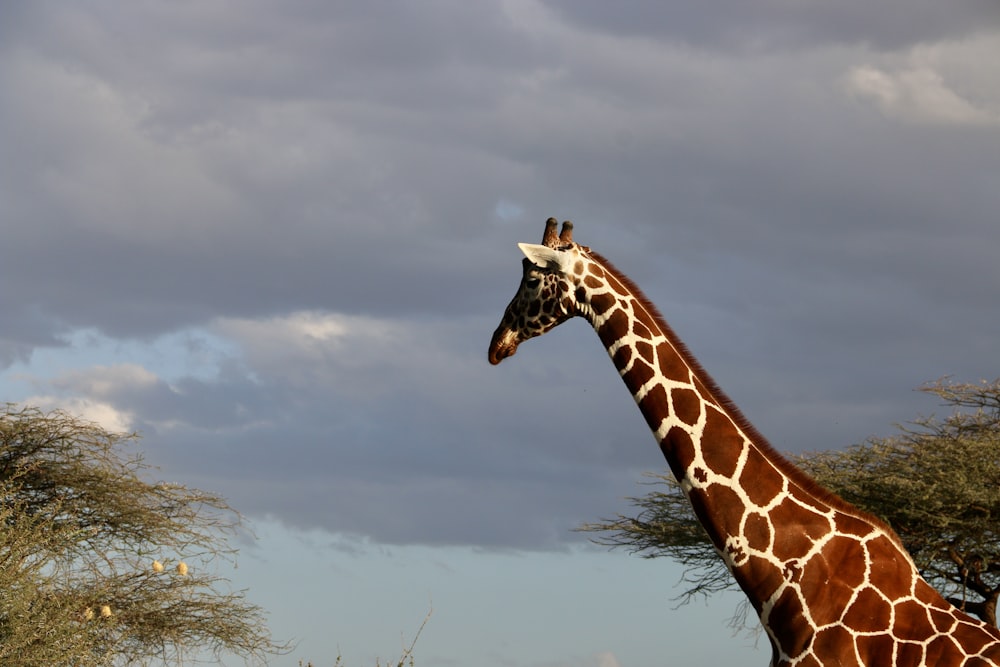 a giraffe standing next to a tree on a cloudy day
