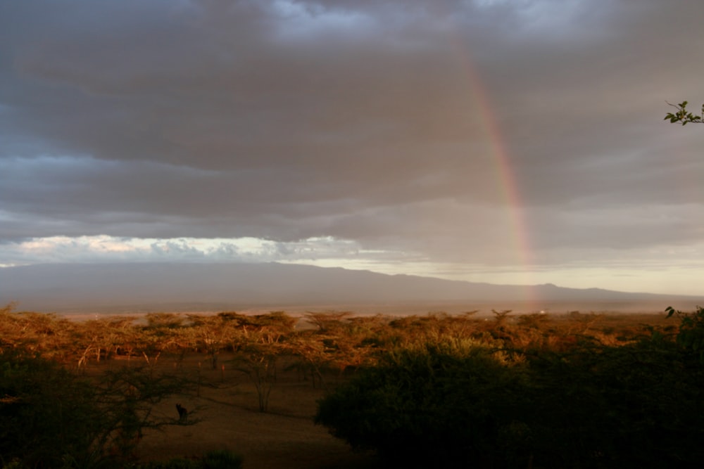 a rainbow in the sky over a field