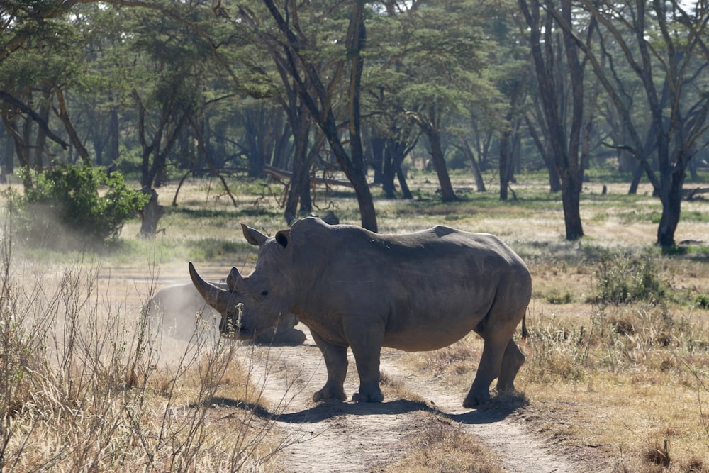 a rhino standing on top of a dirt road
