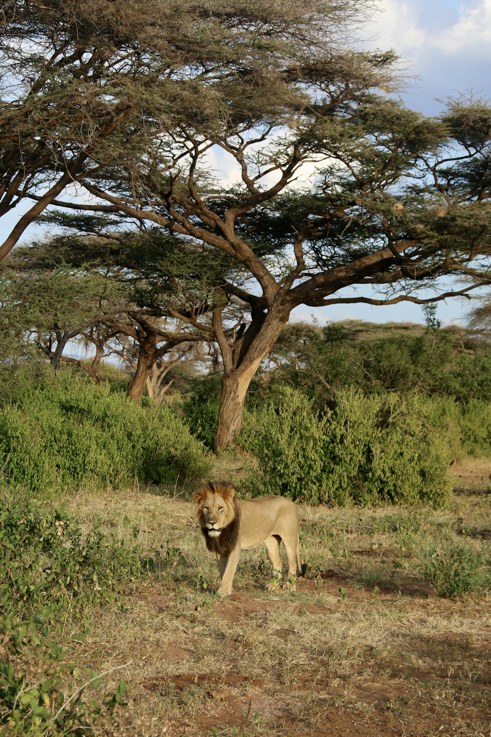 a lion standing in a field next to a tree