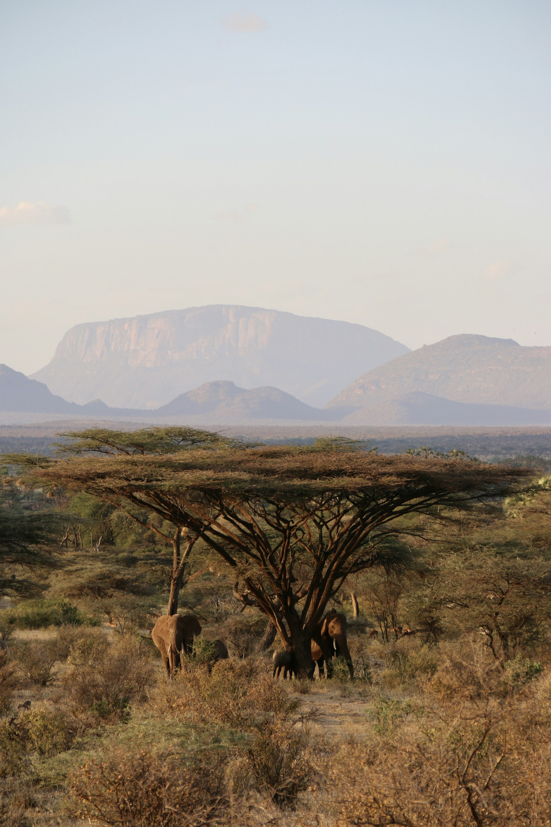 a herd of elephants walking across a dry grass covered field