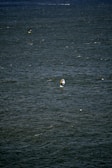 A vast expanse of water with small waves and ripples. Two people are engaged in water sports, likely windsurfing or kiteboarding, each using a board with a sail.