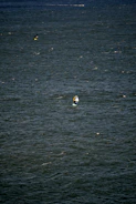 A vast expanse of water with small waves and ripples. Two people are engaged in water sports, likely windsurfing or kiteboarding, each using a board with a sail.