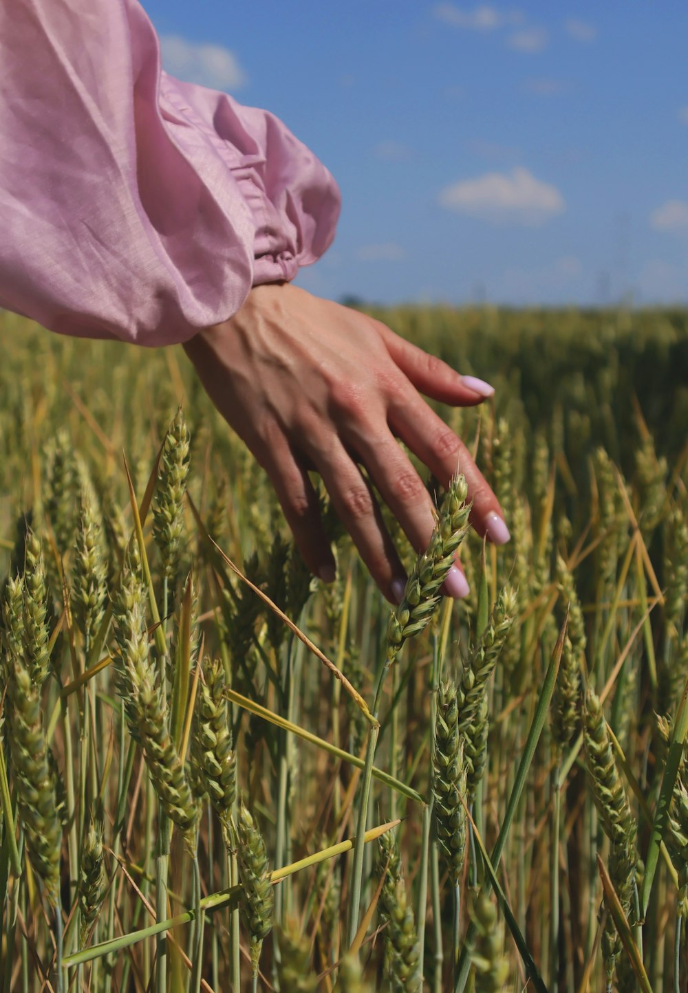 a person's hand in a field of wheat