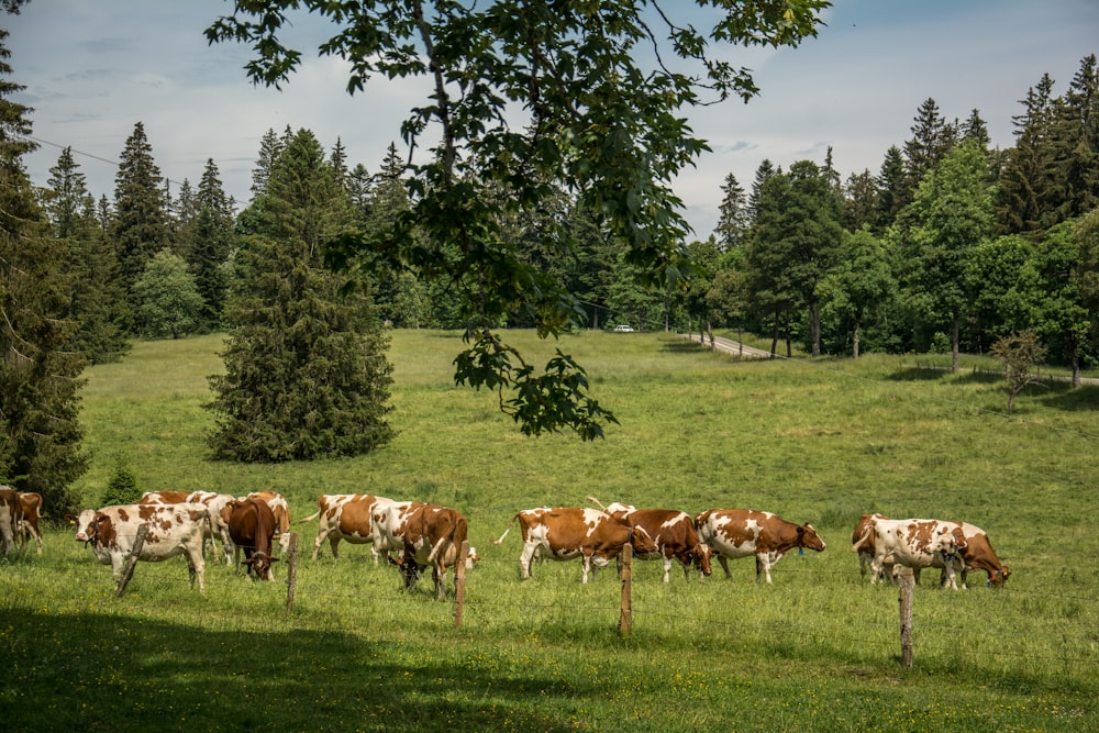 a herd of cows grazing on a lush green field