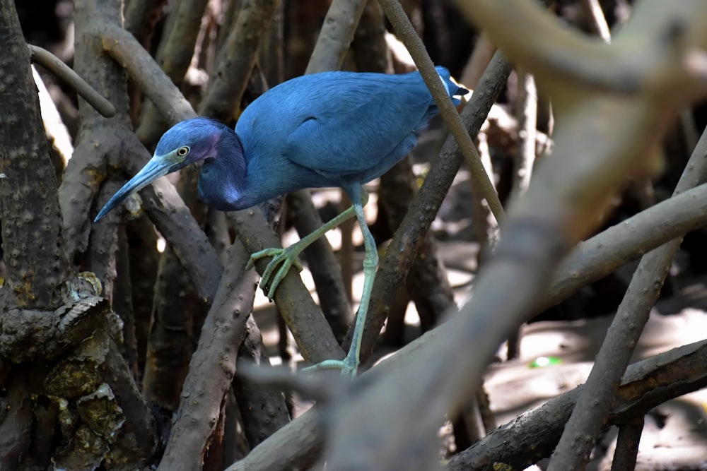 a blue bird standing on a tree branch