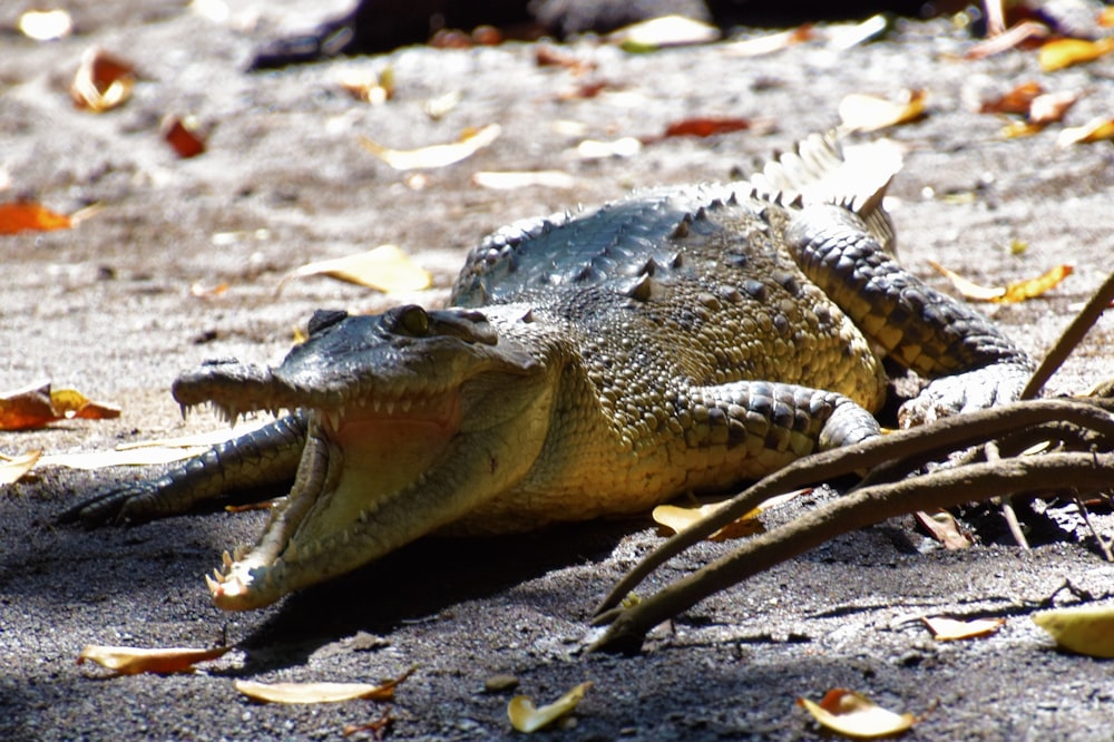 a crocodile laying on the ground with its mouth open