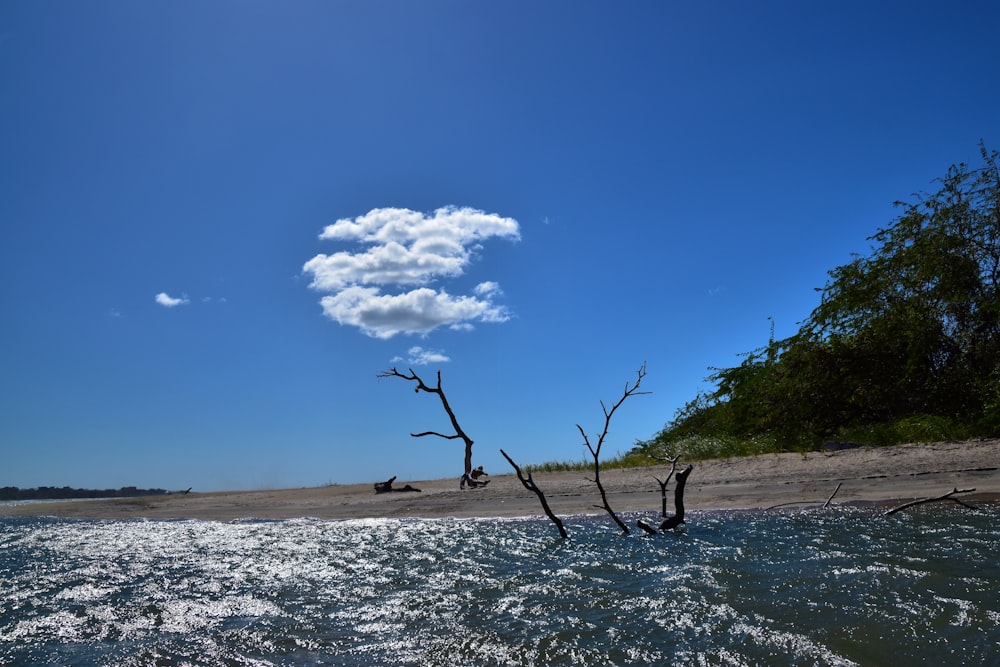 une branche d’arbre sortant d’un plan d’eau