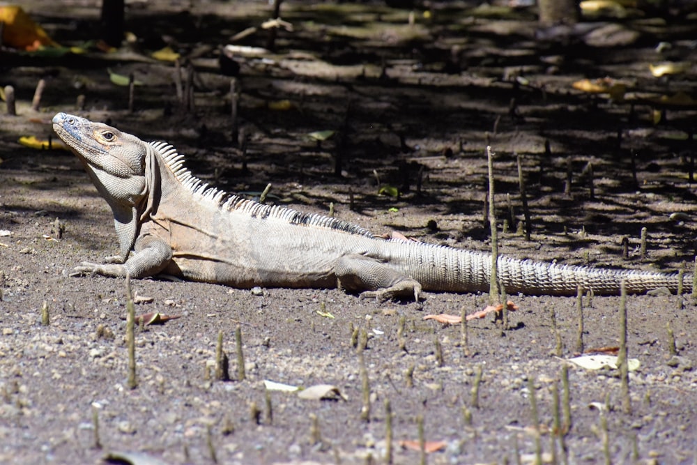 an iguana sitting on the ground in the sun