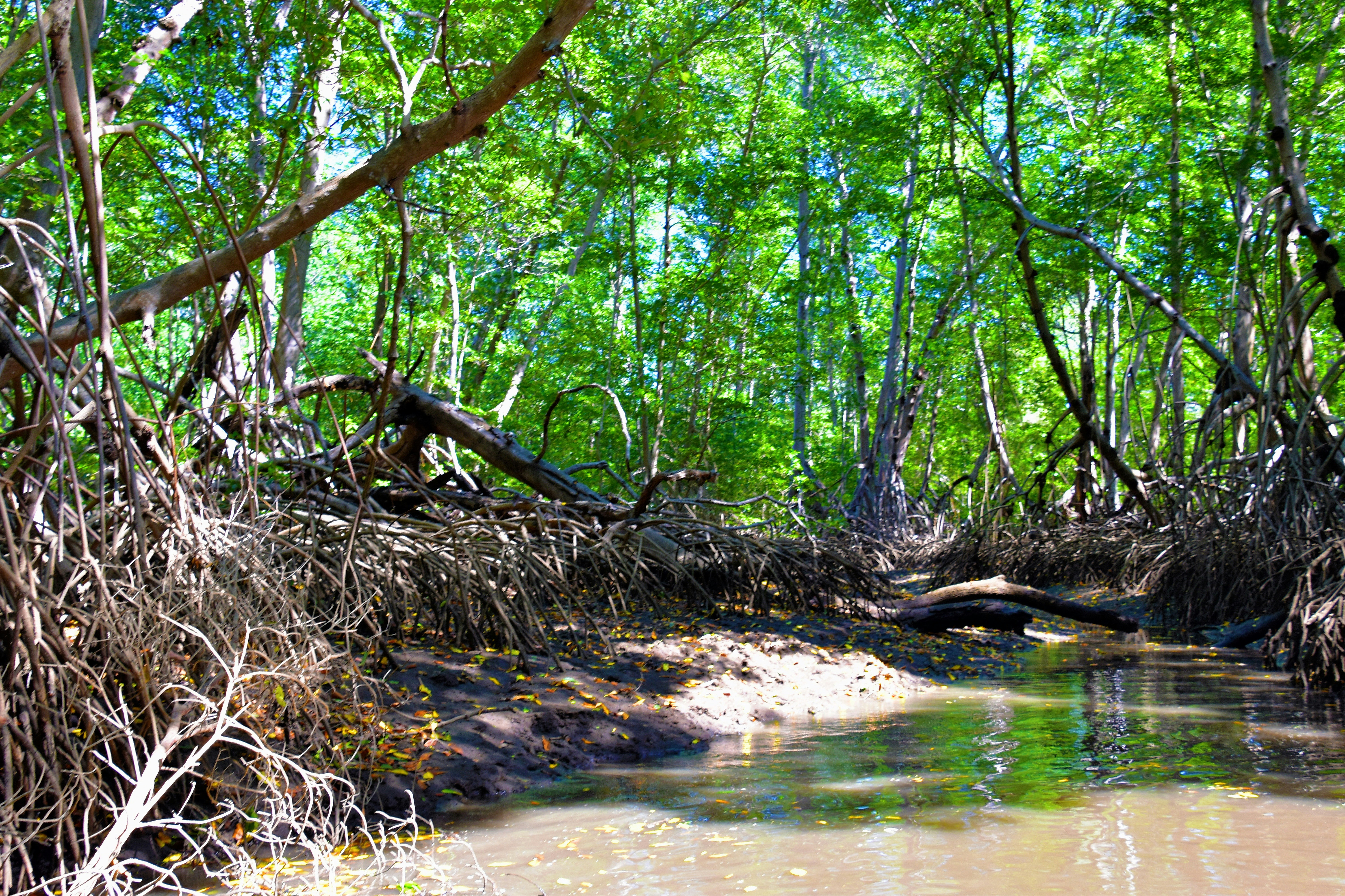 Tranquil river surrounded by dense tropical mangrove forest with dappled sunlight