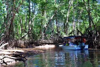 A small boat navigates through a dense mangrove forest with numerous people on board. The trees have large, exposed roots, creating a canopy of green leaves above. This natural setting is reflected in the calm waters below.