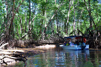 A group of local boat operators navigating a traditional wooden boat through lush mangroves at sunset.
