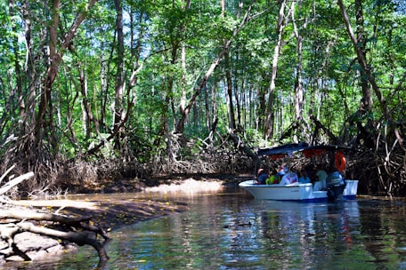 A small boat navigates through a dense mangrove forest with numerous people on board. The trees have large, exposed roots, creating a canopy of green leaves above. This natural setting is reflected in the calm waters below.