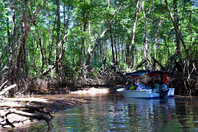 A group of travelers enjoying a peaceful boat ride surrounded by vibrant green mangroves