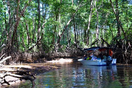 A small boat navigates through a dense mangrove forest with numerous people on board. The trees have large, exposed roots, creating a canopy of green leaves above. This natural setting is reflected in the calm waters below.