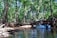 A small boat gliding through lush green mangroves under a bright blue sky.