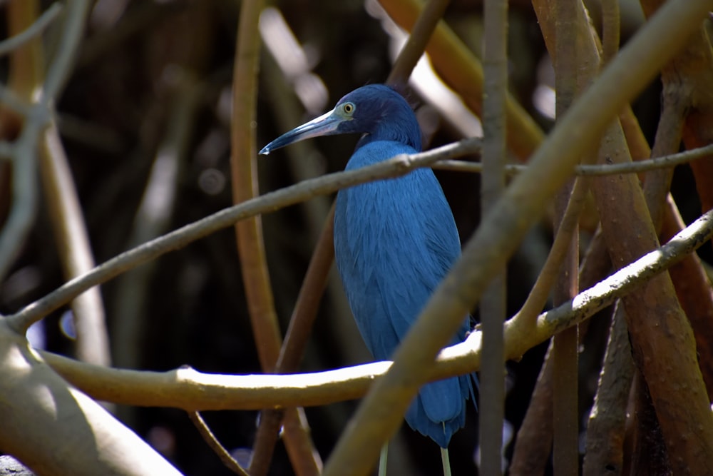 un pájaro azul sentado en la parte superior de la rama de un árbol