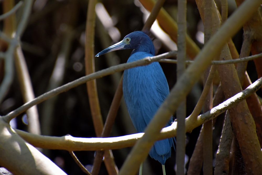 a blue bird sitting on top of a tree branch