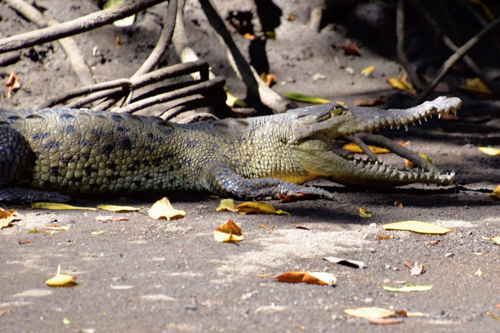 an alligator is laying on the ground with its mouth open