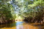 A tranquil river winding through dense mangroves in the park.