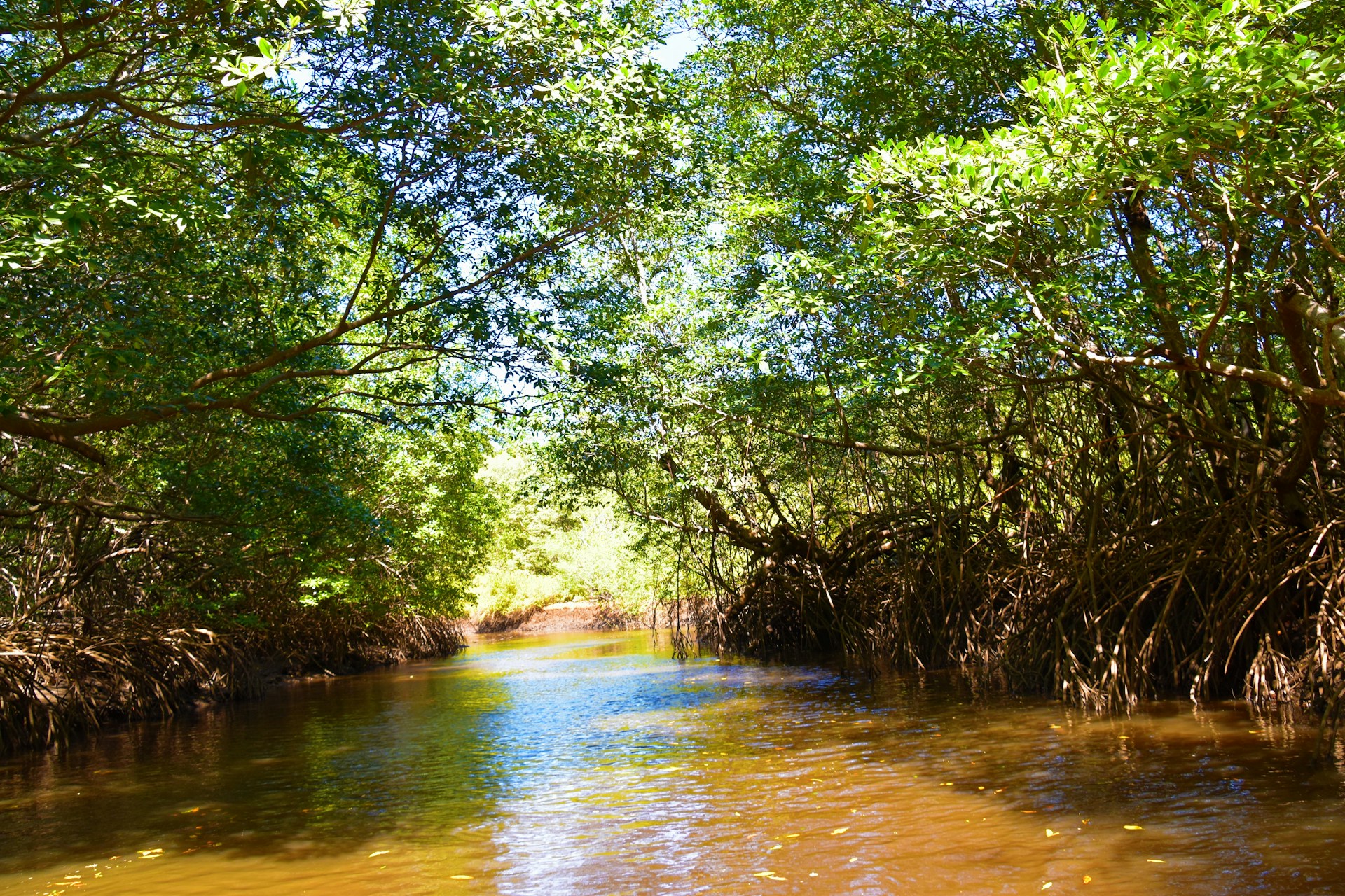 A peaceful fishing spot at Caño Negro with calm waters reflecting dense tropical trees and abundant wildlife.