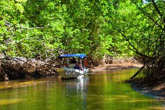 Boat navigating through lush green mangroves at sunset
