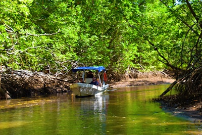 A small boat gliding through calm waters surrounded by lush mangroves under a bright blue sky.