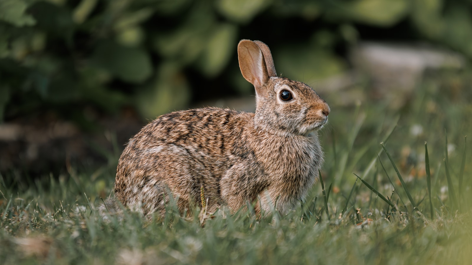Rabbit Feeding: Exploring the Safety and Benefits of Hibiscus Flowers