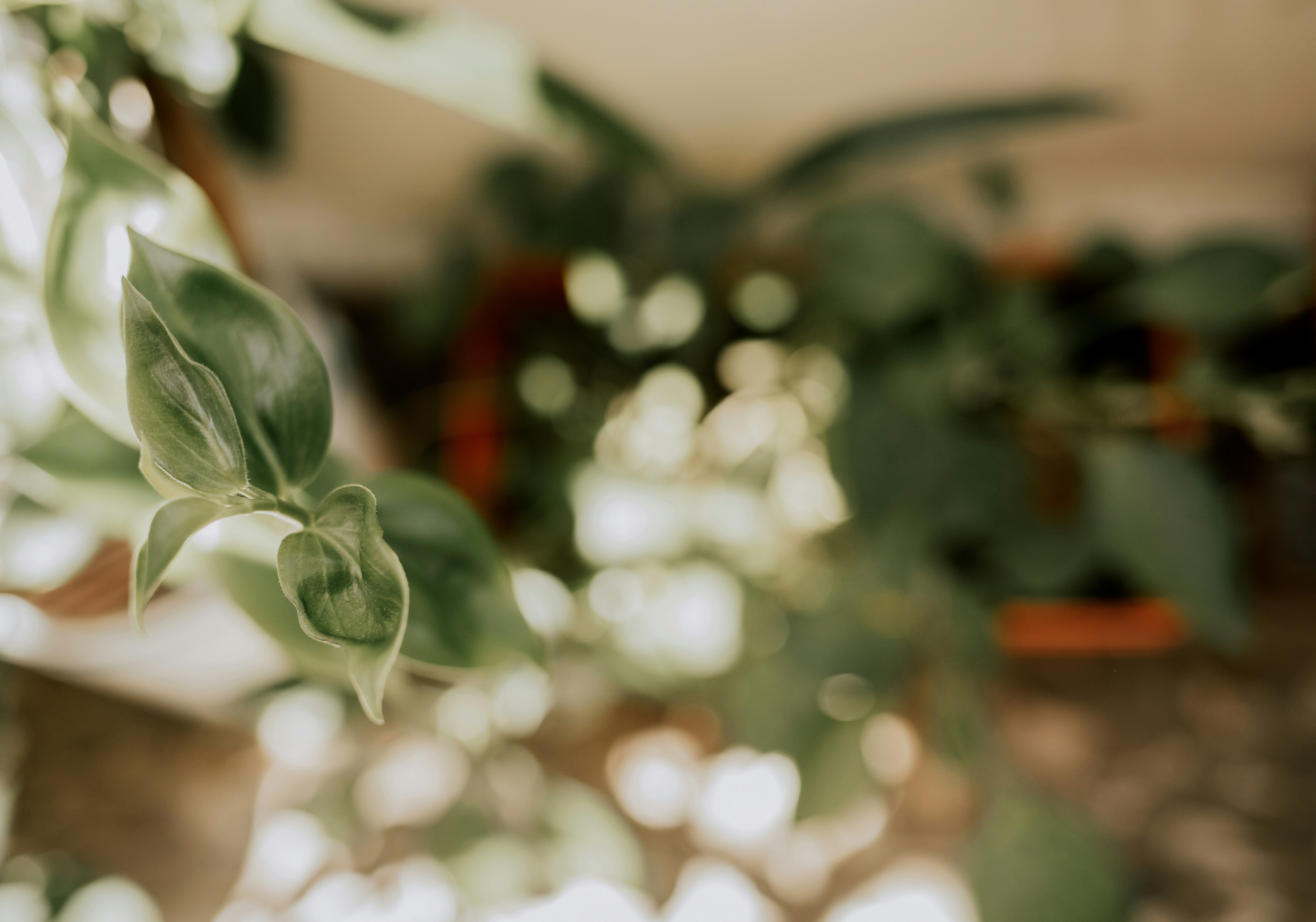 a close up of a plant with green leaves