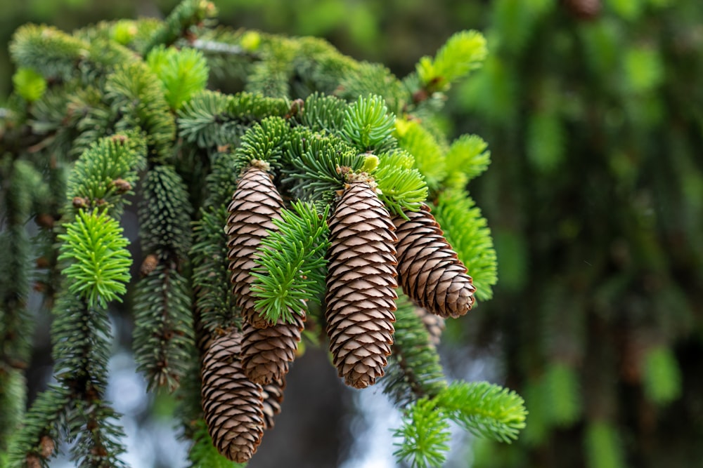 a bunch of pine cones hanging from a tree