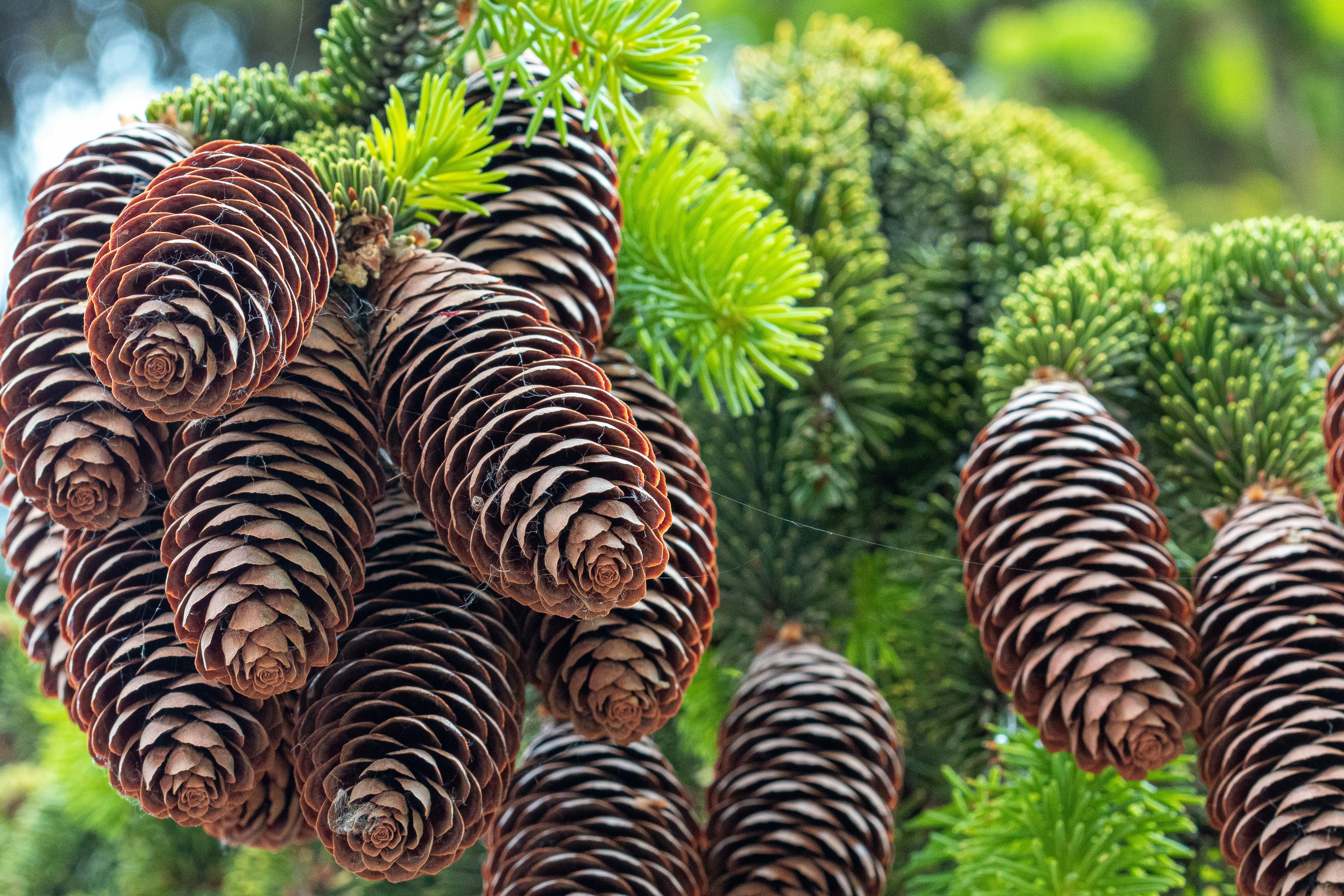 a bunch of pine cones hanging from a tree