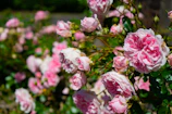 Soft-focus image of blooming pink roses in a garden.