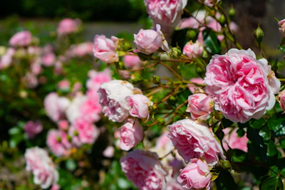 Soft-focus image of blooming pink roses in a garden.